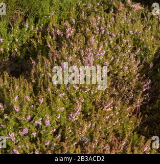 Winter Flowering Evergreen Heather (Erica x darleyensis f. aureifolia 'Jack H Brummage') in einem Rockery Garden in Rural Devon, England, Großbritannien Stockfoto