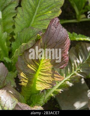 Hausgemachtes organisches orientalisches Mustard "Red Giant"-Laub (Brassica juncea), Das In einem Gewächshaus an einem Gemüsegarten im ländlichen Devon, England, wächst Stockfoto