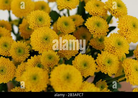 Charge gelber Blume Stockfoto