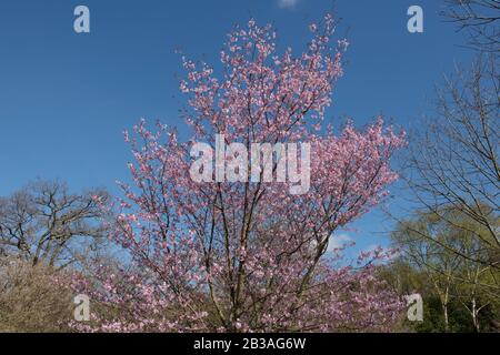 Frühlingsblüte vom Kirschbaum von Sargent (Prunus sargentii) in einem Land-Cottage-Garten im ländlichen Devon, England, Großbritannien Stockfoto