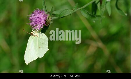 Weißer Schmetterling nimmt Nektar von einer Pflanze im Wald auf Stockfoto