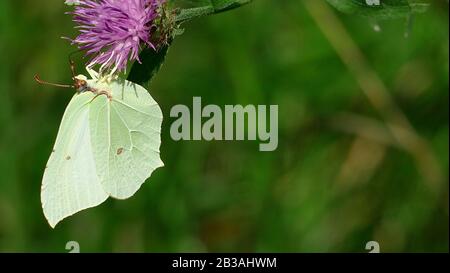 Weißer Schmetterling nimmt Nektar von einer Pflanze im Wald auf Stockfoto