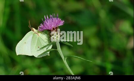 Weißer Schmetterling nimmt Nektar von einer Pflanze im Wald auf Stockfoto