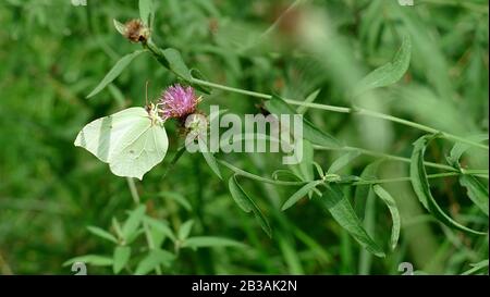 Weißer Schmetterling nimmt Nektar von einer Pflanze im Wald auf Stockfoto