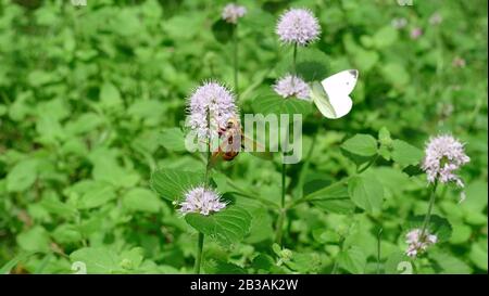 Wespe nimmt Nektar von einer weißen Pflanze neben einem Schmetterling am Grund auf Stockfoto
