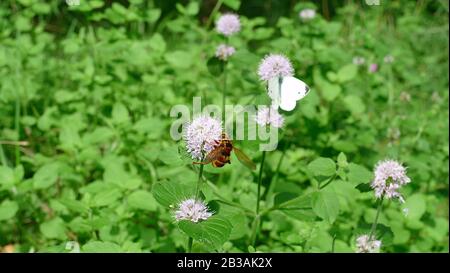 Wespe nimmt Nektar von einer weißen Pflanze neben einem Schmetterling am Grund auf Stockfoto