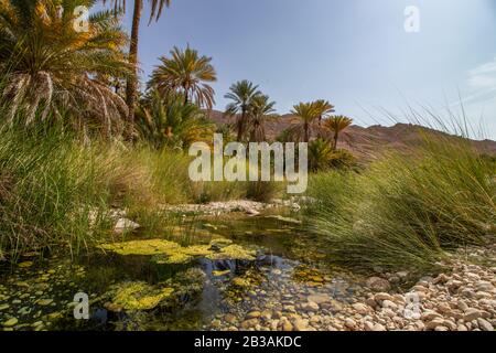 Palmen im Wadi Bani Khalid mit Bach in der Nähe von Bidiyya im Oman Stockfoto