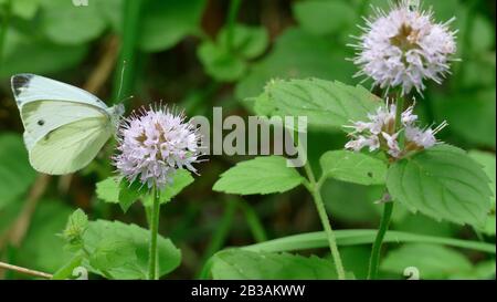 Weißer Schmetterling nimmt Nektar von einer weißen Pflanze im Wald auf Stockfoto