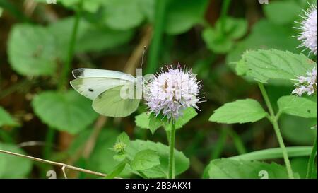 Weißer Schmetterling nimmt Nektar von einer weißen Pflanze im Wald auf Stockfoto