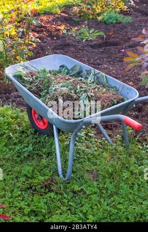 Schubkarre mit trockenen Blättern stehen in ländlichen Hinterhof.Gardening Tools - Stahl-Trolley mit geschnittenen Pflanzen, Erde auf grünem Gras Rasen in einem Bauerngarten Stockfoto