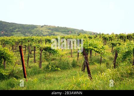 Weinberg mit Weinkultur in Ungarn Stockfoto