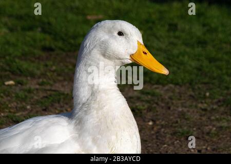 Porträt der schweren weißen Pekin-Ente Stockfoto