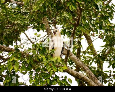 Der wandelbare Falken-Adler oder krebierte Habichts-Adler (Nisaetus zirrhatus) sitzt auf einem Baumzweig und schreit im Udawalawe Nationalpark Stockfoto