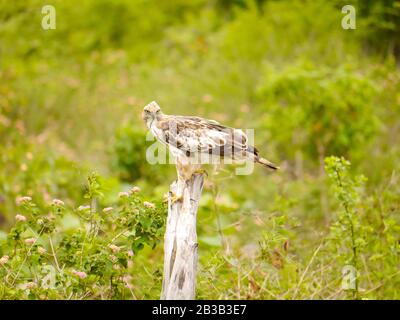 Der wandelbare Falken-Adler oder krebierte Habichts-Adler (Nisaetus zirrhatus) sitzt auf einem Baumzweig und schreit im Udawalawe Nationalpark Stockfoto