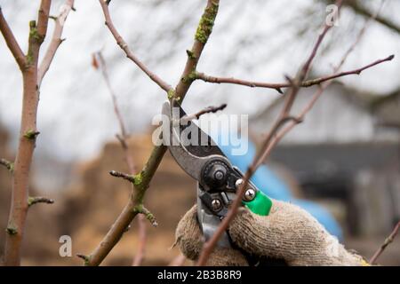 Gärtner Hand im Handschuh trimmen die Äste mit Gartenschere, achten richtig auf Baumfrühlearbeit im Garten Stockfoto