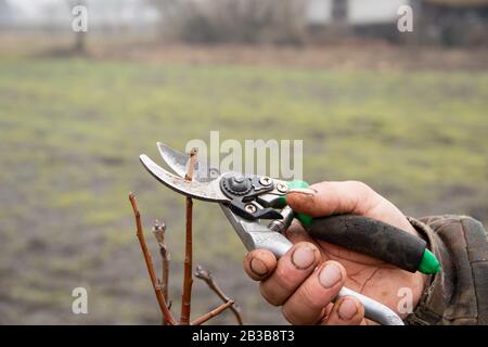 Älterer Mann beschnitt apfelbaum. Schneiden von verblassten Stielen, Hecke, Ästen mit Gartenwerkzeugen, Sekateuren, Scheren. Harte Herbstarbeit im Garten. Stockfoto