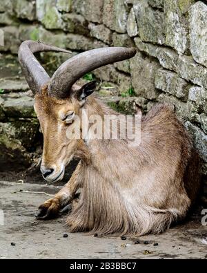 Großbritannien, Dudley Zoo - Juli 2015: Barbar-Schaf in Gefangenschaft - Erwachsener Stockfoto