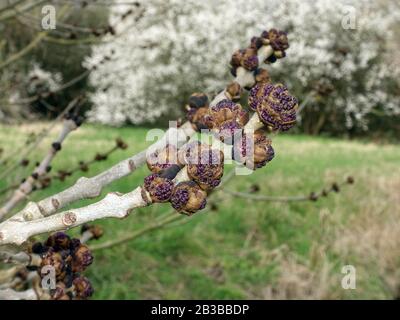 Violette Blütenknospen einer Gemeindeoder Gewöhnlichen Esche (Fraxinus excelsior), im Hintergrund eine Streuobstwiese, Weilerswist, Nordrhein-Westfalen Stockfoto