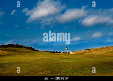 Person und zwei Hunde, die in einem frisch geschnittenen grünen Feld mit blauem Himmel im Hintergrund laufen, im Winter im Aberdeen Golf Club, Nigg Bay, Schottland Stockfoto