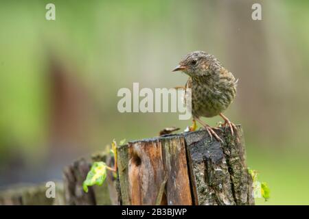 Dunnock [ Prunella modularis ] auf rustikalem Holzzaunpfosten Stockfoto