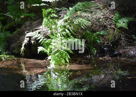 Sonniger Farn, der in einen klaren, reflektierenden Bach im Squamish BC Canada taucht Stockfoto