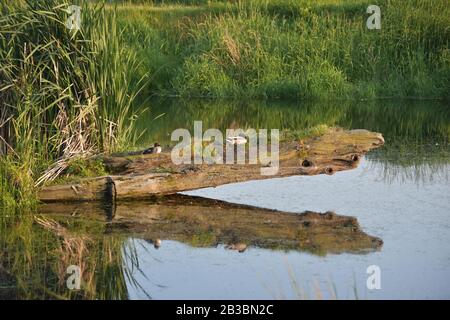 Foto von zwei Enten, die auf einem Log in einem sumpfigen Sumpf schlafen Stockfoto