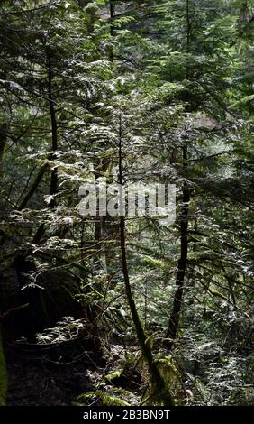 Foto des üppigen Grüns in einem Squamish BC Canada Regenwald. Ein seltener urbaner Regenwald mit üppigen Grüns von Farnen, Moosen und alten Bäumen. Stockfoto