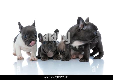 Vier hübschen französischen Bulldoggwelpen, die umherschauen und schlafen, sich hinlegen und auf weißem Studiohintergrund stehen Stockfoto