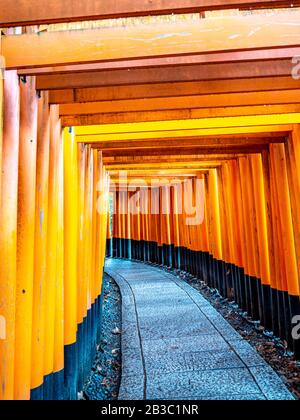 Wunderschöne orangefarbene Tori-Tore führen zum Fushimi Inari Taisha-Schrein, das zum UNESCO-Weltkulturerbe gehört. Stockfoto