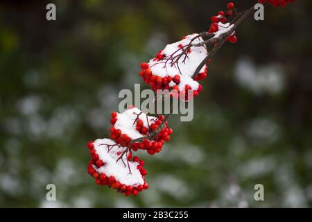 Winterbergland: Rote Beeren auf Ästen unter dem Schnee Stockfoto