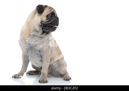 Fröhlicher, lächelnder Pug, der sich aus Zunge und Panting heraushält, nach Seite schaut und isoliert auf weißem Hintergrund sitzt, voller Körper Stockfoto