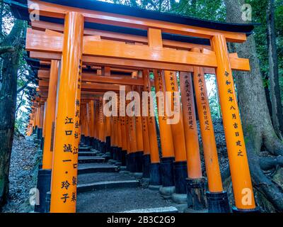 Wunderschöne orangefarbene Tori-Tore führen zum Fushimi Inari Taisha-Schrein, das zum UNESCO-Weltkulturerbe gehört. Stockfoto