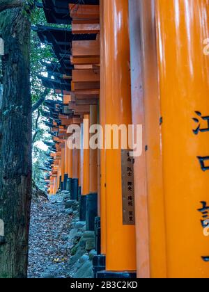 Wunderschöne orangefarbene Tori-Tore führen zum Fushimi Inari Taisha-Schrein, das zum UNESCO-Weltkulturerbe gehört. Stockfoto