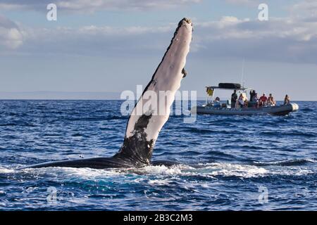 Verspielter Buckelspender, der die Brustflossen zu einem Walbeobachtungsboot in Lahaina auf Maui verlängert. Stockfoto