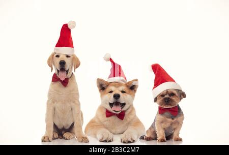 Drei kleine Freunde weihnachtsmann Hunde feiern weihnachten auf weißem Hintergrund Stockfoto