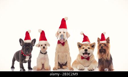 Entzückende Gruppe kleiner weihnachtsmann Hunde, die weihnachten auf weißem Hintergrund feiern Stockfoto