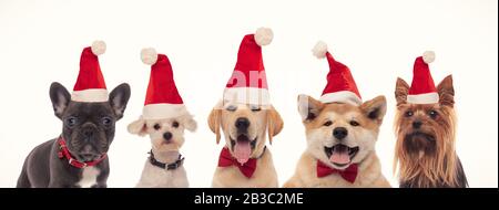 Fünf liebenswerte kleine weihnachtsmannhunde feiern auf weißem Hintergrund Stockfoto