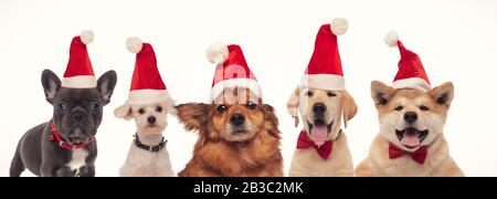 Die liebenswürdigste Gruppe von weihnachtsmannhunden, die gemeinsam Winterferien feiern Stockfoto