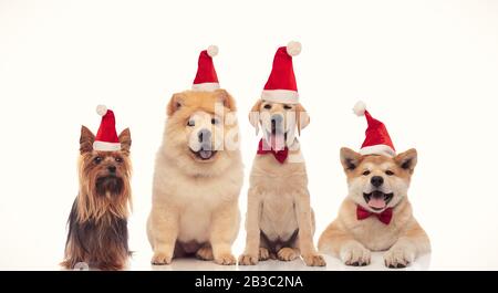 Vier liebenswerte kleine Hunde, die roten weihnachtsmann Hut auf weißem Hintergrund tragen Stockfoto