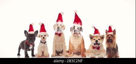 6 fröhliche Hunde feiern weihnachten zusammen auf weißem Hintergrund Stockfoto