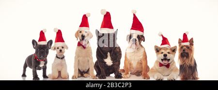 Gruppe von sieben adligen Hunden, die Weihnachtsmützen tragen, die auf weißem Hintergrund zusammenstehen Stockfoto