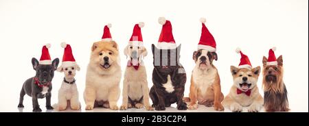 Süße fröhliche Hunde mit weihnachtsmützen sehen die Kamera auf weißem Hintergrund an Stockfoto