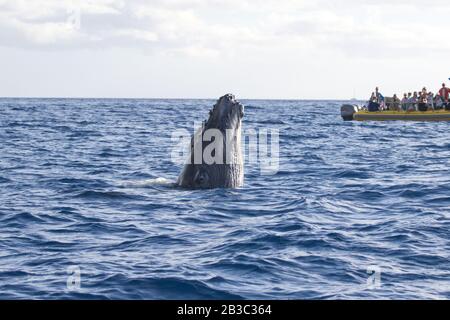 Extreme Nahaufnahme eines Humback-Wals, der Clost zu einem Walbeobachtungsboot durchbricht. Stockfoto