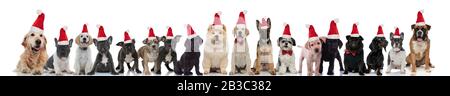 Viele niedliche Hunde tragen weihnachtsmann Hüte auf weißem Hintergrund Stockfoto