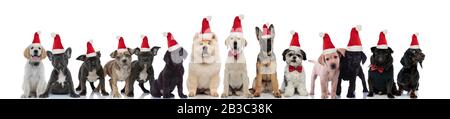Verschiedene Rassen von Hunden, die Weihnachtsmützen tragen, auf weißem Hintergrund Stockfoto
