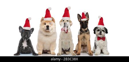 Gruppe von fünf kleinen Hunden, die Weihnachtsmütze zu weihnachten auf weißem Hintergrund tragen Stockfoto