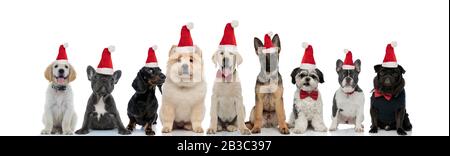 Große Gruppe von niedlichen Hunden, die Weihnachtsmützen auf weißem Hintergrund tragen Stockfoto