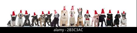 Große Gruppe niedlicher Hunde sind bereit, weihnachten auf weißem Hintergrund zu feiern Stockfoto