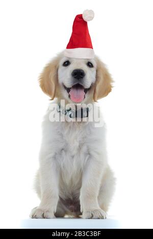 Fröhlicher kleiner verrückter Welpe feiert weihnachten auf weißem Hintergrund und trägt den weihnachtsmann Stockfoto