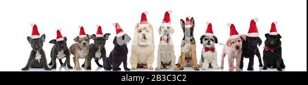 Niedliche weihnachtsmannhunde stehen auf weißem Hintergrund in Reihe Stockfoto